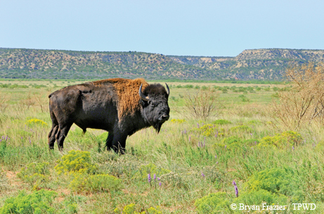 Bison